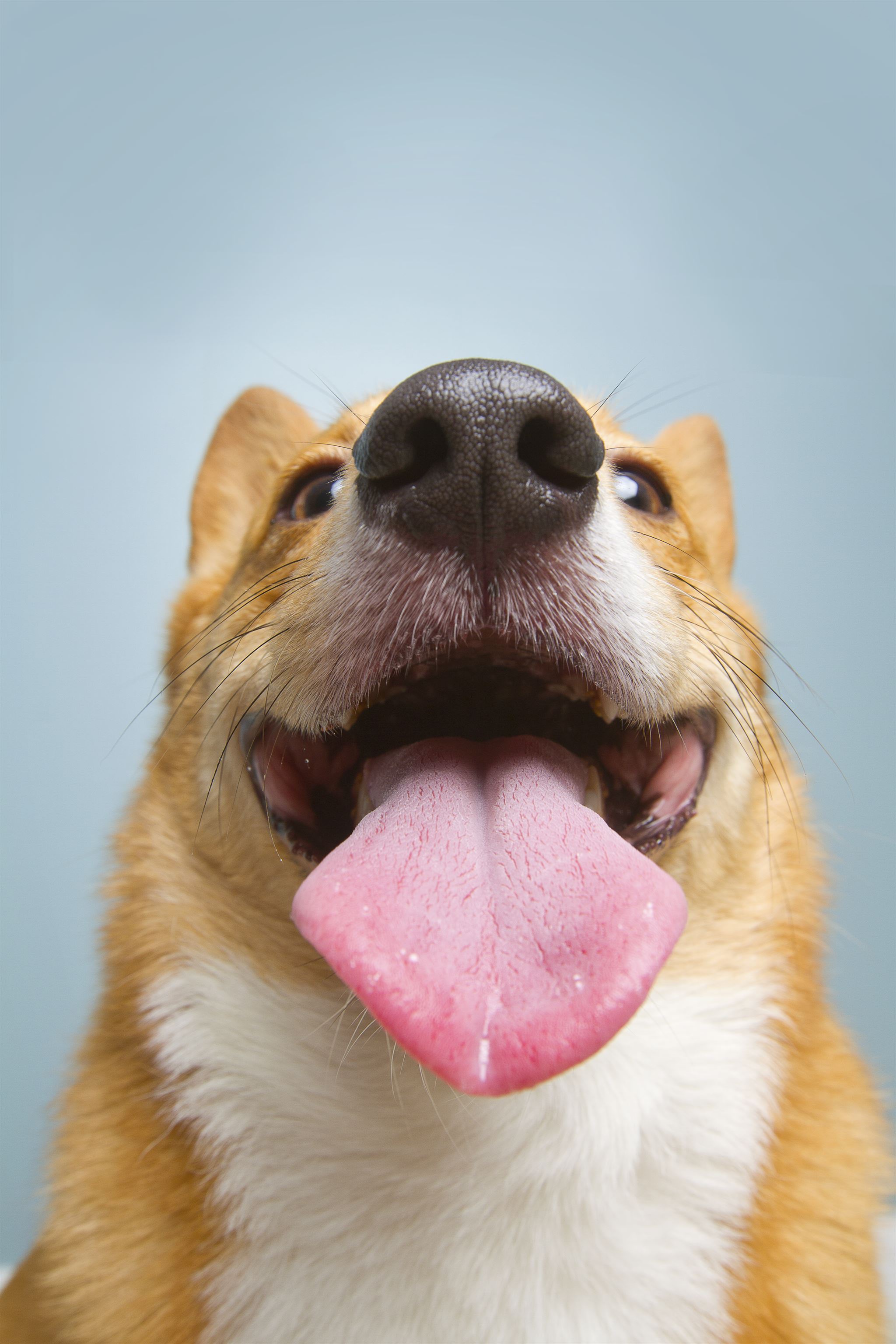 Happy dog receiving medication