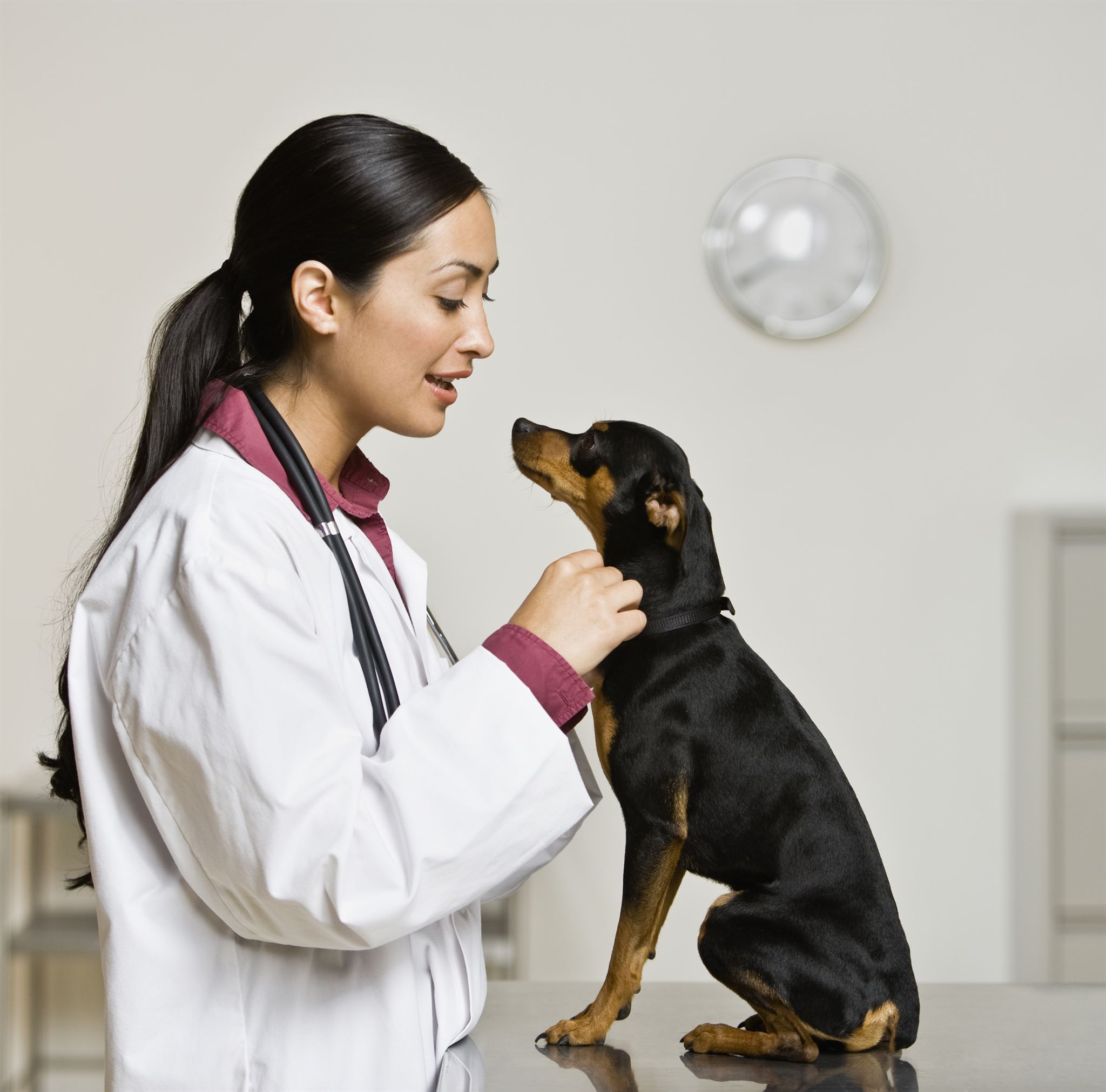 Veterinarian preparing pet medication